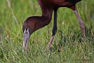 Çeltikçi / Plegadis falcinellus / Glossy ibis